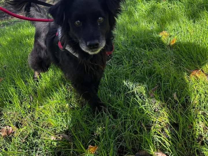 Adotta un cane, taglia piccola, maschio, Napoli