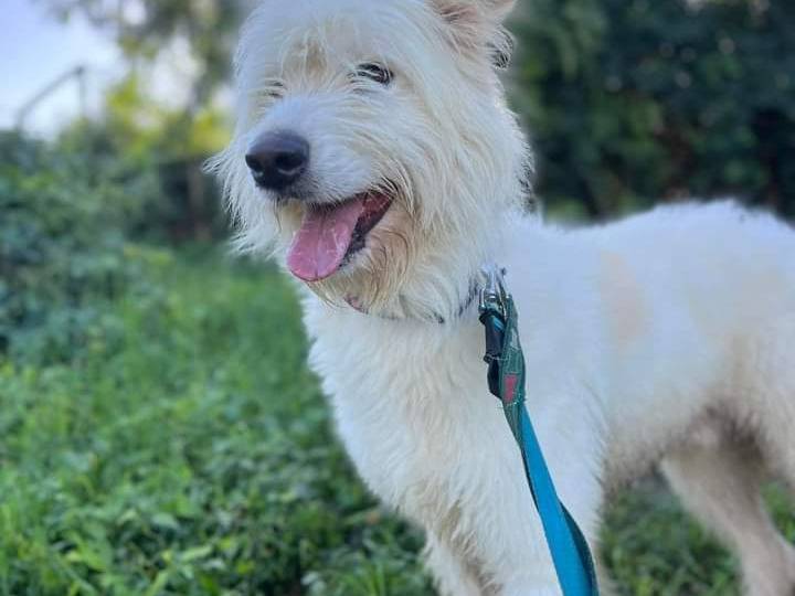 Adotta un cane, maschio, 4 anni  e 11 mesi , Napoli