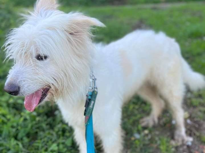Adotta un cane, taglia grande, maschio, Napoli