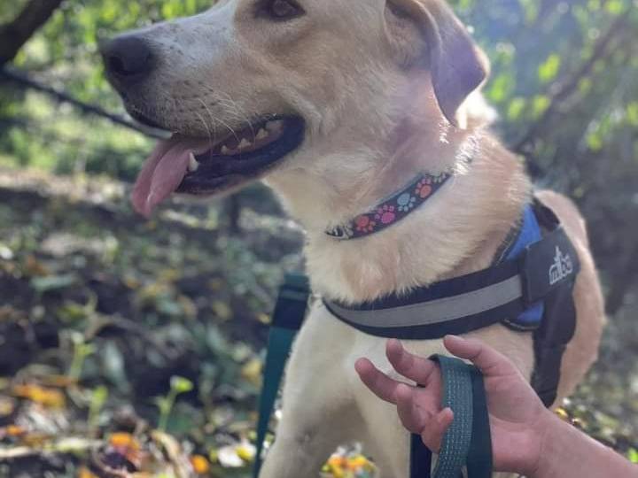 Vuoi adottare un cane a Napoli?