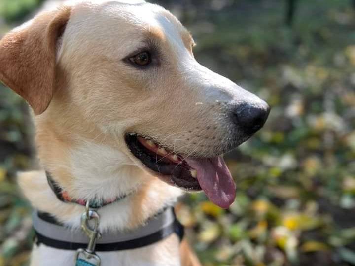 Adotta il cane Max a Napoli