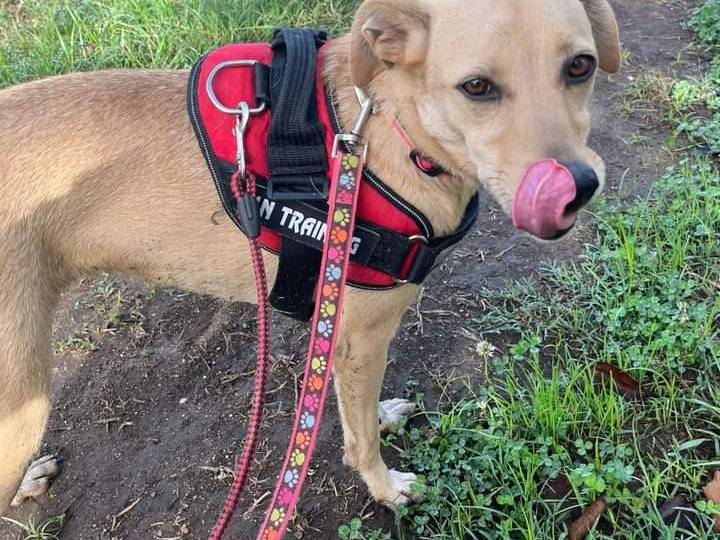Adotta un cane, femmina, 4 anni  e 5 mesi , Napoli
