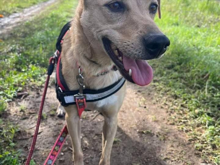 Adotta un cane, taglia piccola, femmina, Napoli