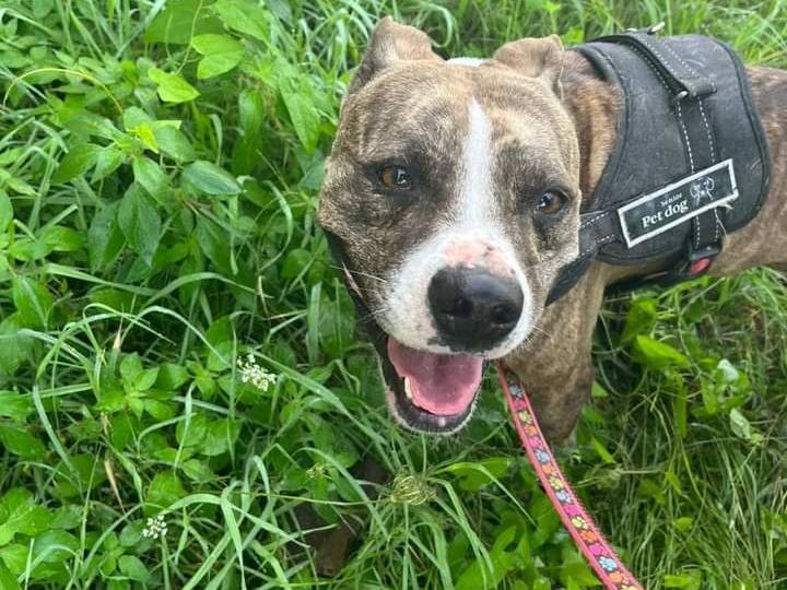 Adotta un cane, femmina, 5 anni  e 4 mesi , Napoli