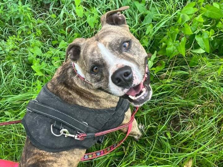 Vuoi adottare un cane a Napoli?