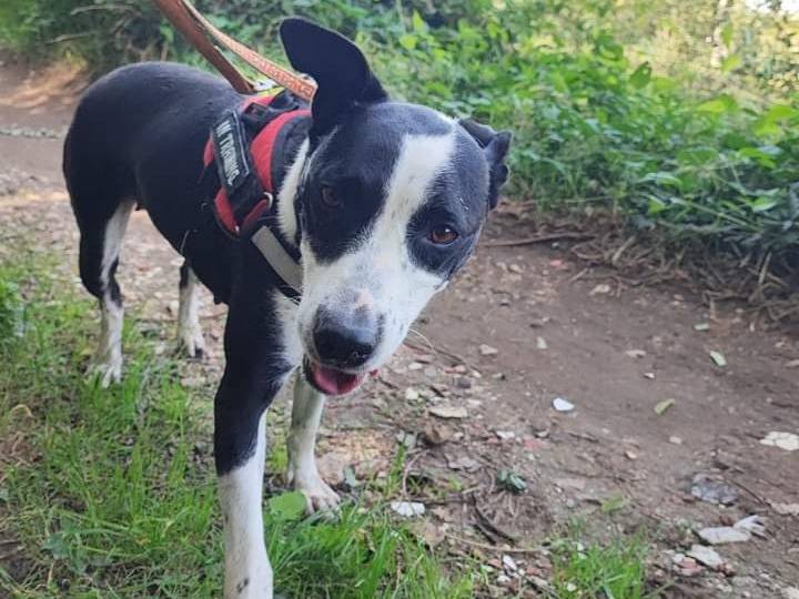 Adozione cane, femmina, meticcio, 5 anni e 11 mesi, taglia media, Napoli