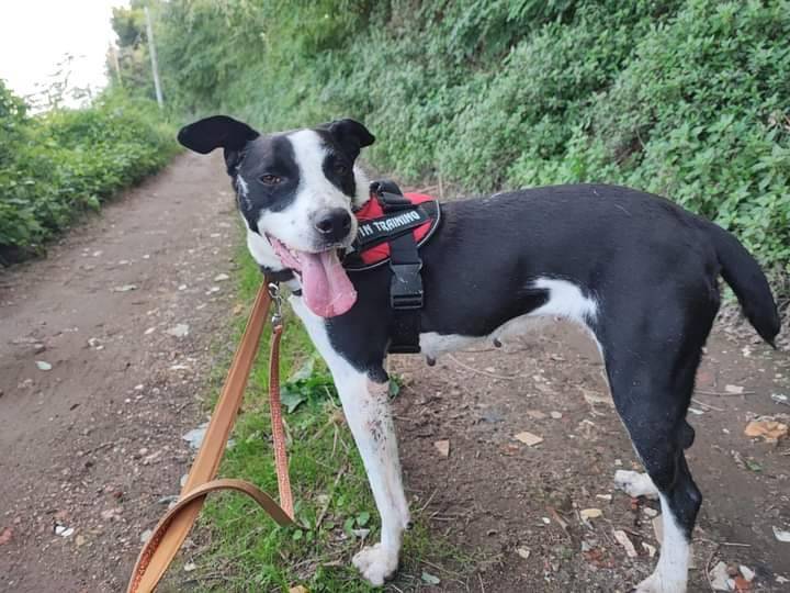 Adotta un cane, femmina, 5 anni e 11 mesi, Napoli