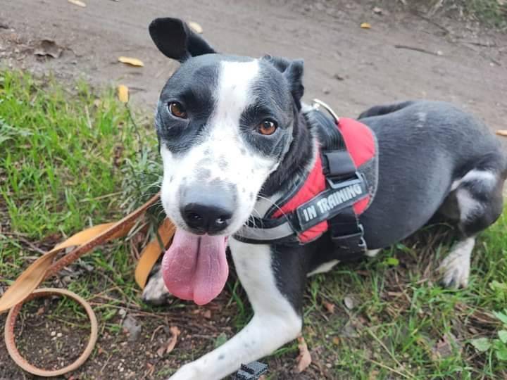 Adotta un cane, taglia media, femmina, Napoli