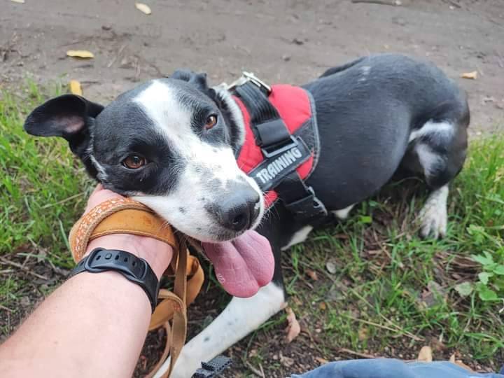 Vuoi adottare un cane a Napoli?