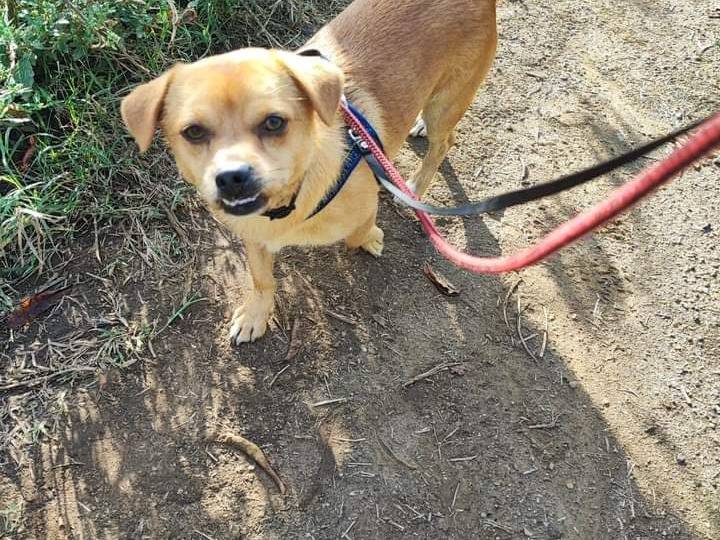 Adozione cane, maschio, meticcio, 4 anni, taglia piccola, Napoli