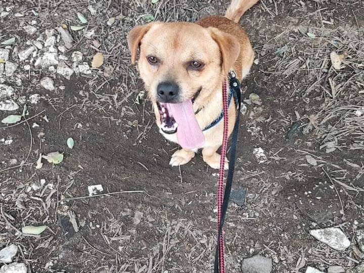 Adotta un cane, maschio, 4 anni, Napoli