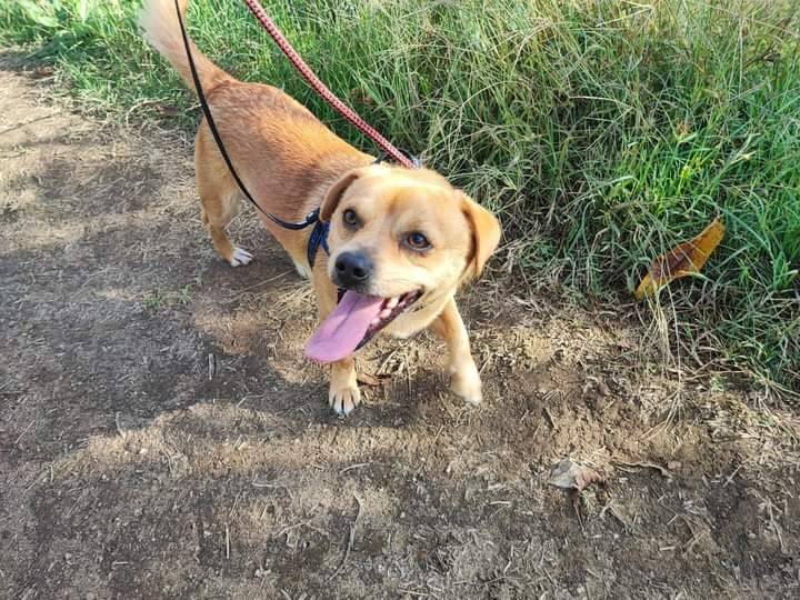 Adotta un cane, taglia piccola, maschio, Napoli