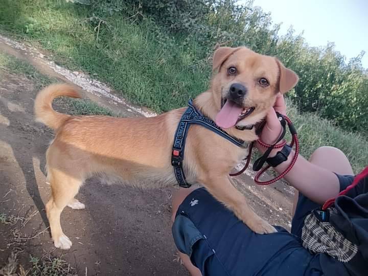 Vuoi adottare un cane a Napoli?