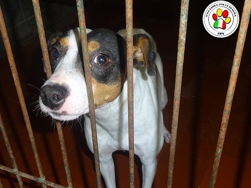 Adozione cane, maschio, meticcio, 3 anni e 10 mesi, taglia piccola, Como
