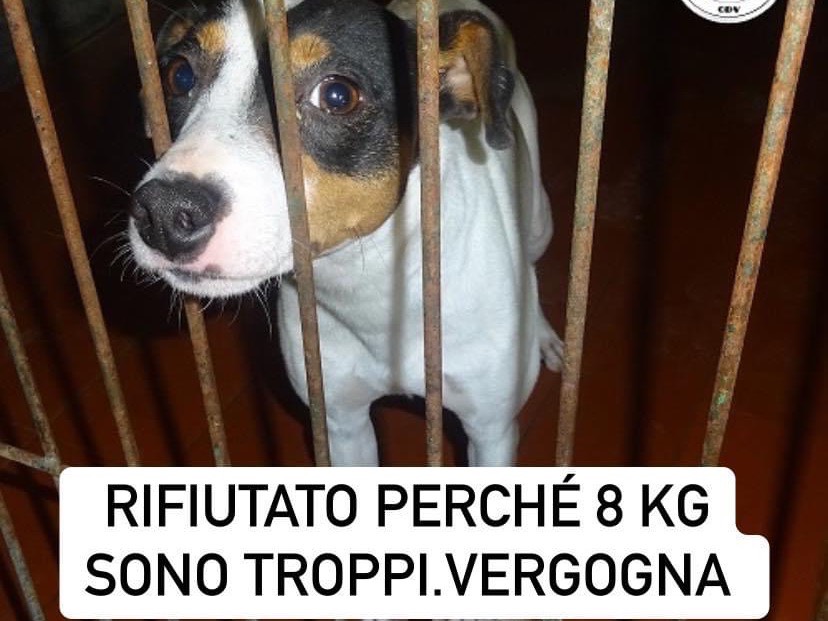 Adotta un cane, maschio, 3 anni e 10 mesi, Como