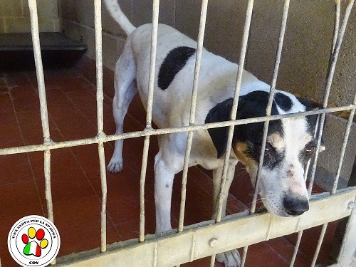 Adozione cane, femmina, meticcio, 9 anni e 10 mesi, taglia piccola, Como