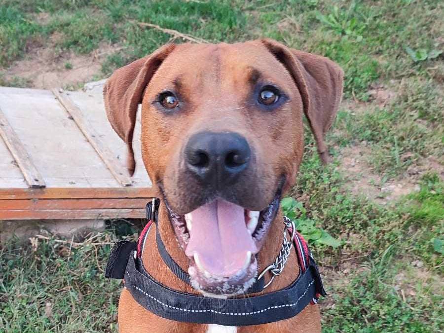 Adozione cane, maschio, meticcio, 3 anni e 7 mesi, taglia grande, Genova