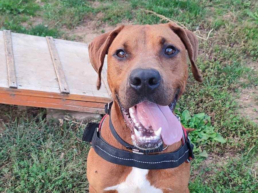 Adotta un cane, maschio, 3 anni e 7 mesi, Genova