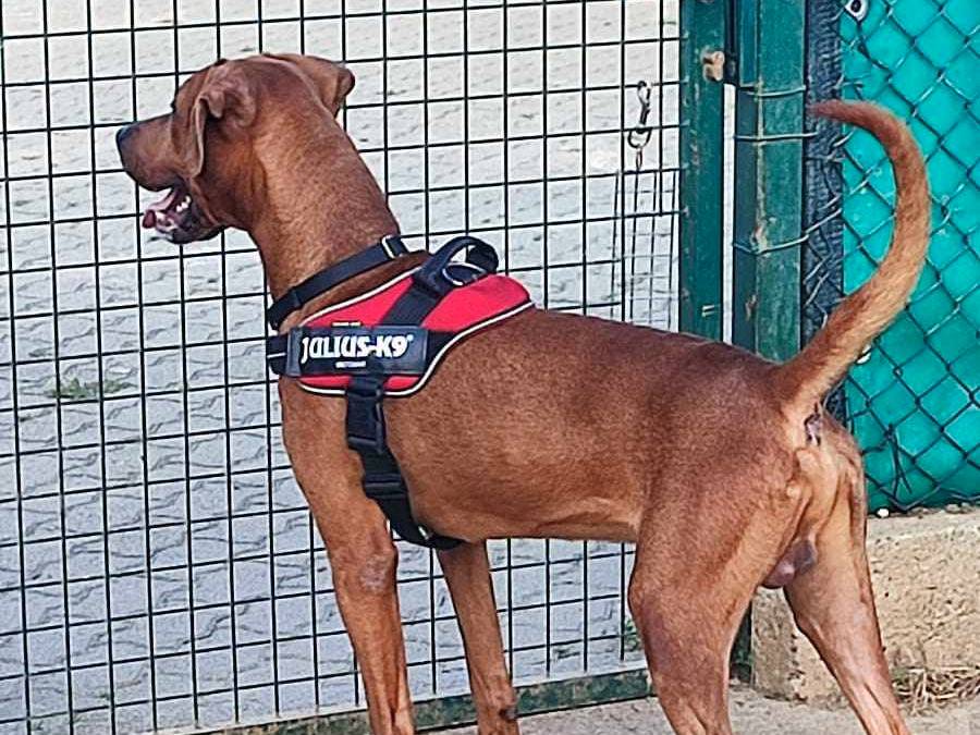 Adotta un cane, taglia grande, maschio, Genova