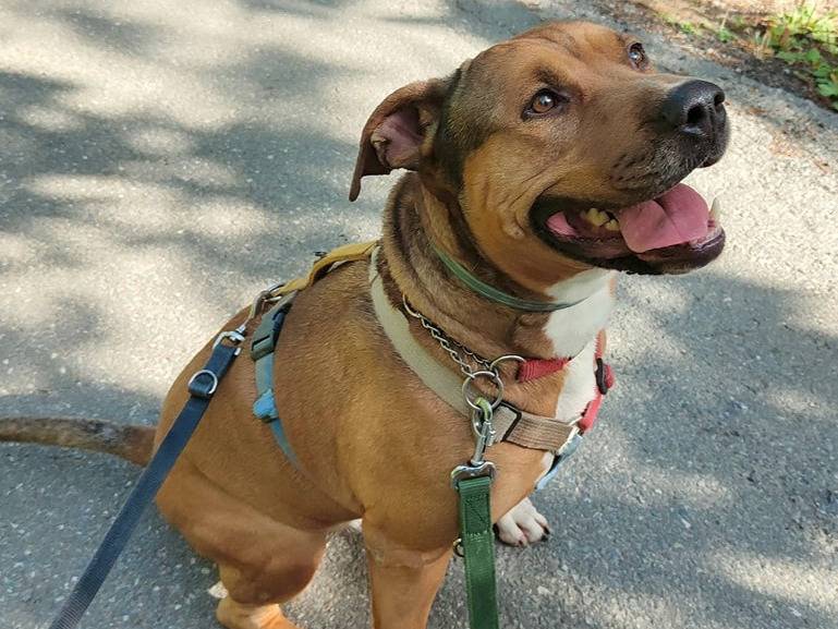 Vuoi adottare un cane a Genova?