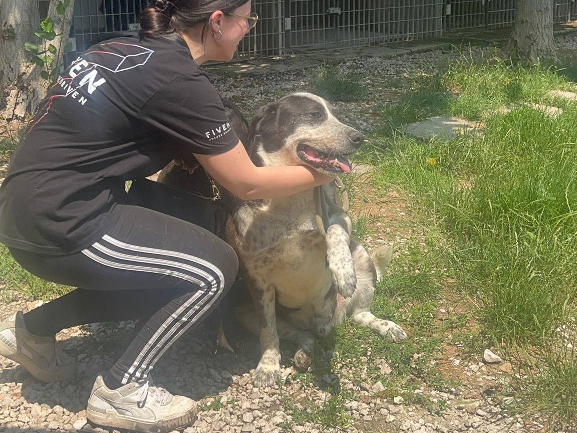 Adotta un cane, taglia grande, maschio, Napoli