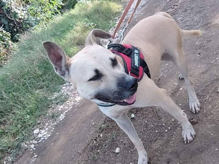 Adotta un cane, femmina, 5 anni  e 4 mesi , Napoli