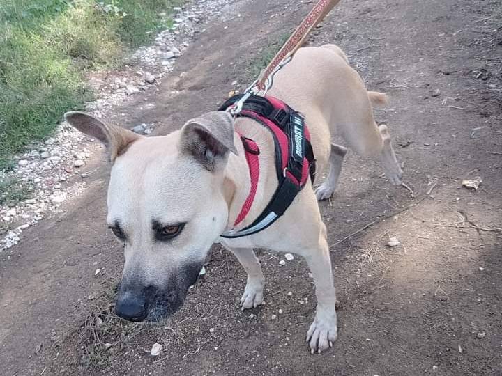 Adotta un cane, taglia media, femmina, Napoli