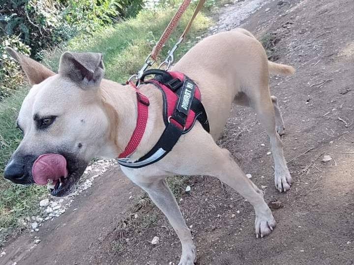 Vuoi adottare un cane a Napoli?