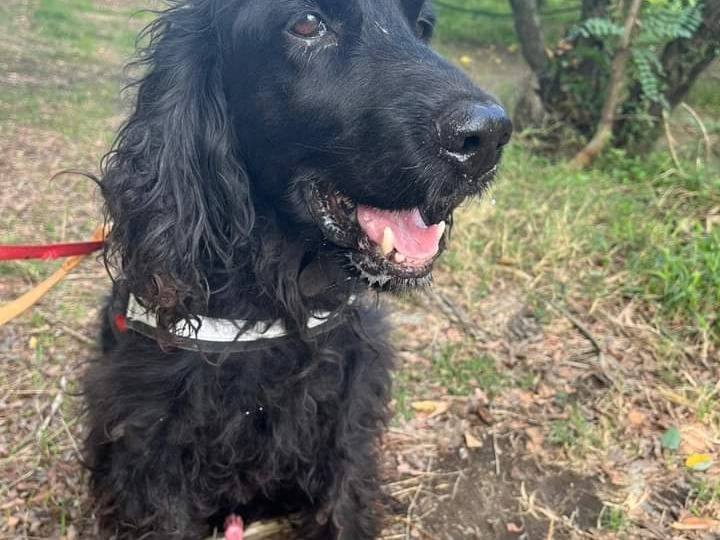 Adotta un cane, maschio, 7 anni , Napoli