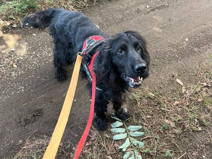 Adotta un cane, taglia media, maschio, Napoli