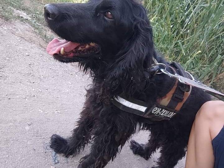 Vuoi adottare un cane a Napoli?
