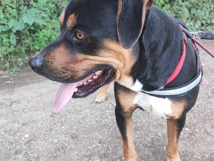 Vuoi adottare un cane a Napoli?