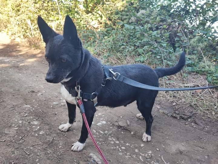 Adozione cane, maschio, meticcio, 7 anni e 9 mesi, taglia piccola, Napoli
