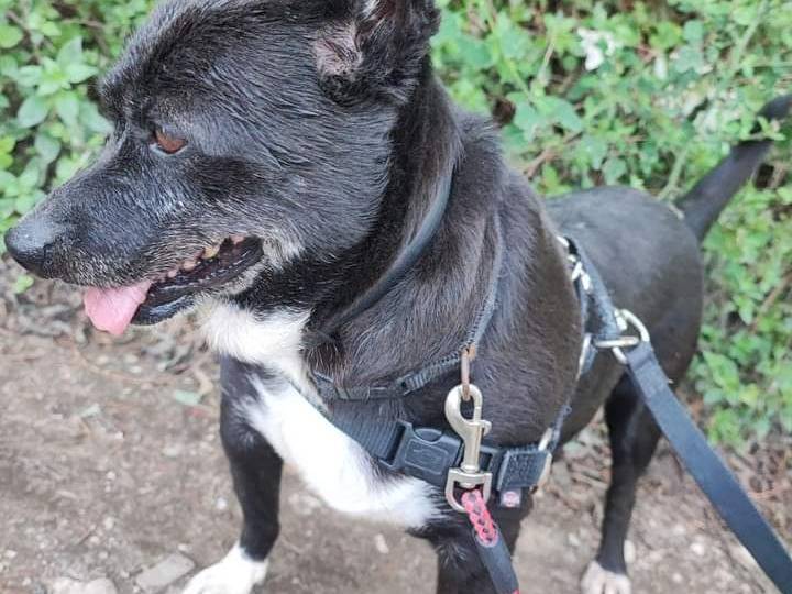 Adotta un cane, taglia piccola, maschio, Napoli