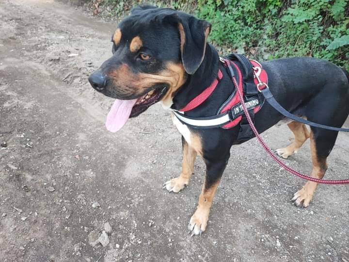 Adotta un cane, maschio, 5 anni  e 3 mesi , Napoli