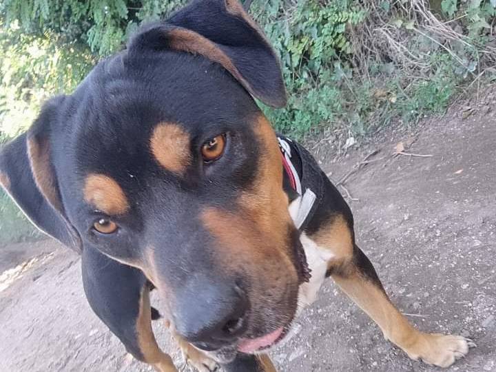 Adotta un cane, taglia media, maschio, Napoli