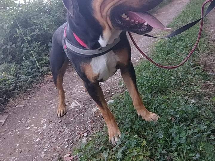 Vuoi adottare un cane a Napoli?