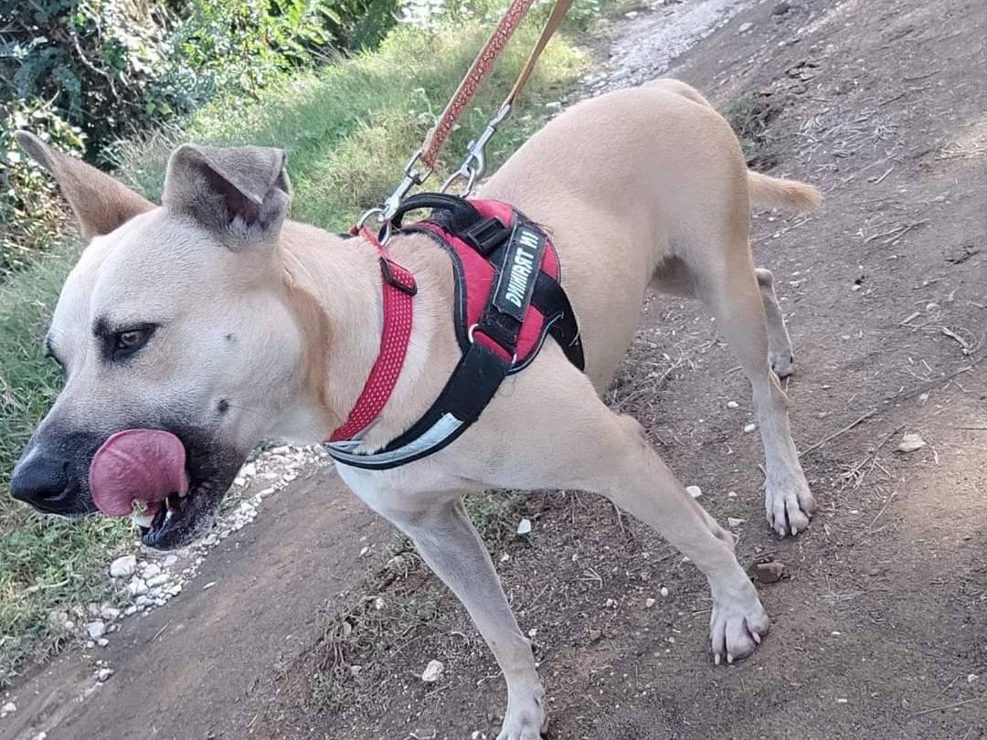 Adotta un cane, femmina, 5 anni  e 3 mesi , Napoli