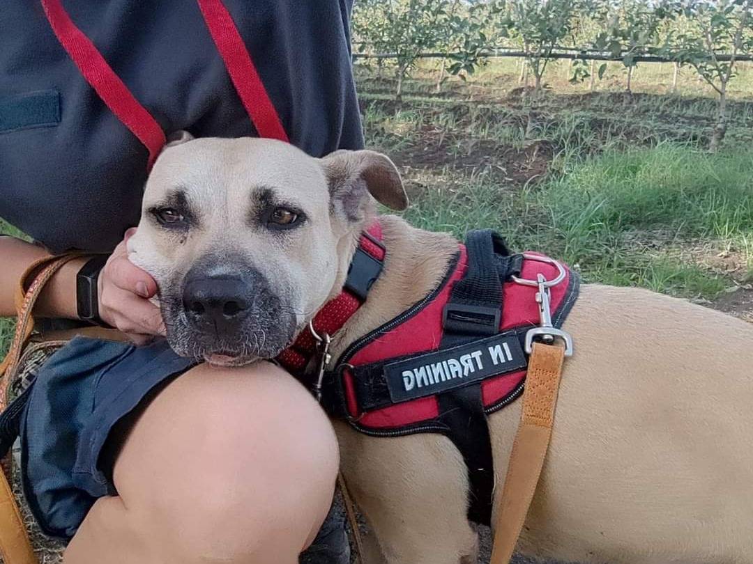 Vuoi adottare un cane a Napoli?
