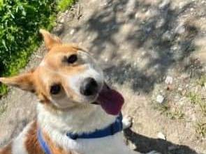 Adotta un cane, maschio, 7 anni  e 4 mesi , Napoli