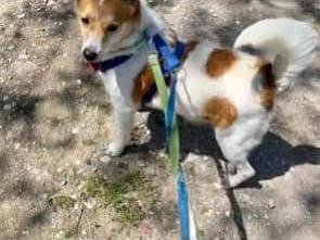 Adotta un cane, taglia media contenuta, maschio, Napoli