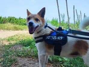 Adotta il cane Bamby a Napoli