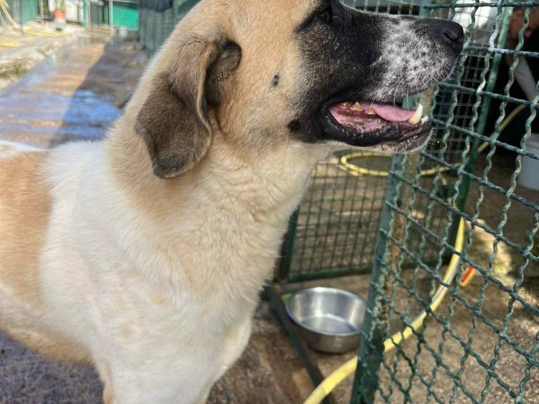 Adotta un cane, maschio, 4 anni , Napoli