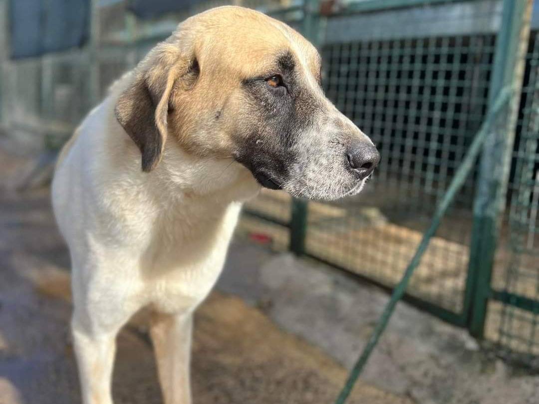 Adotta un cane, taglia grande, maschio, Napoli