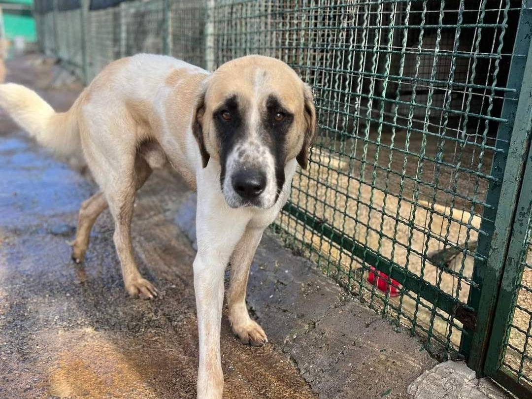 Vuoi adottare un cane a Napoli?