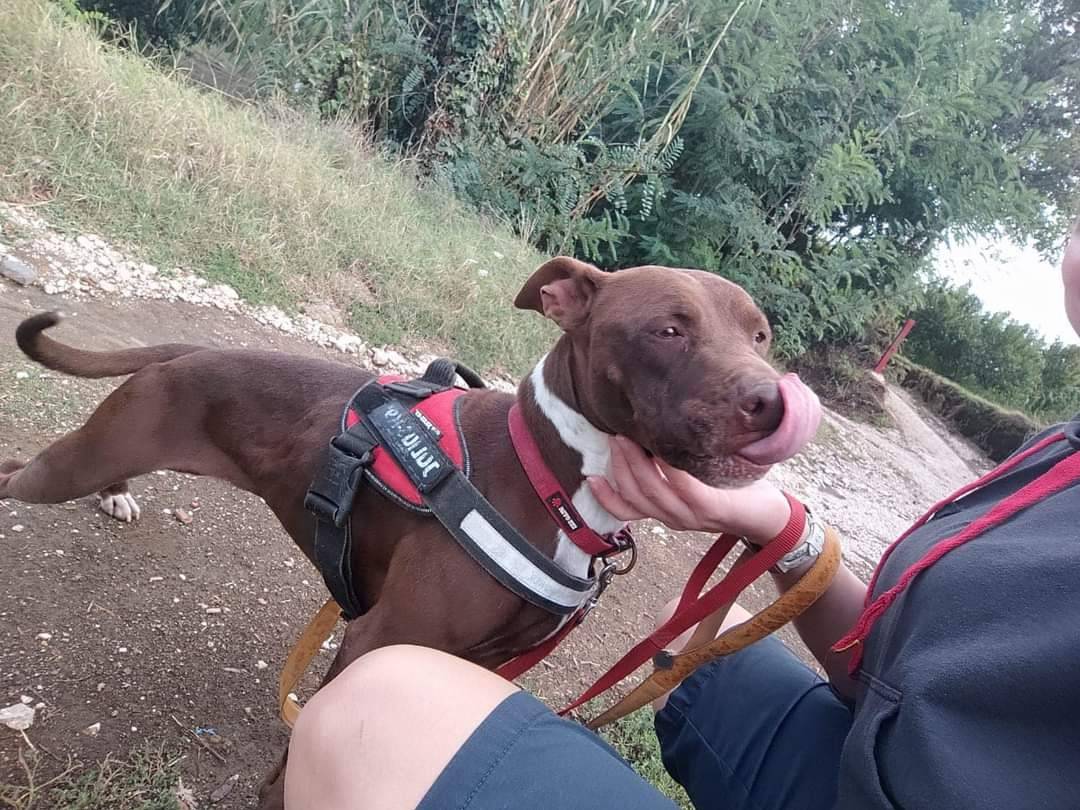 Adotta un cane, femmina, 4 anni  e 4 mesi , Napoli