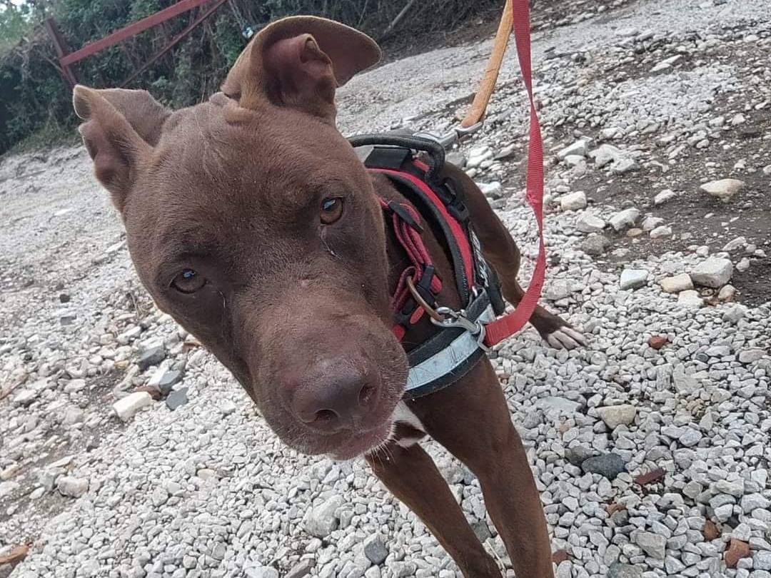 Adotta un cane, taglia media, femmina, Napoli