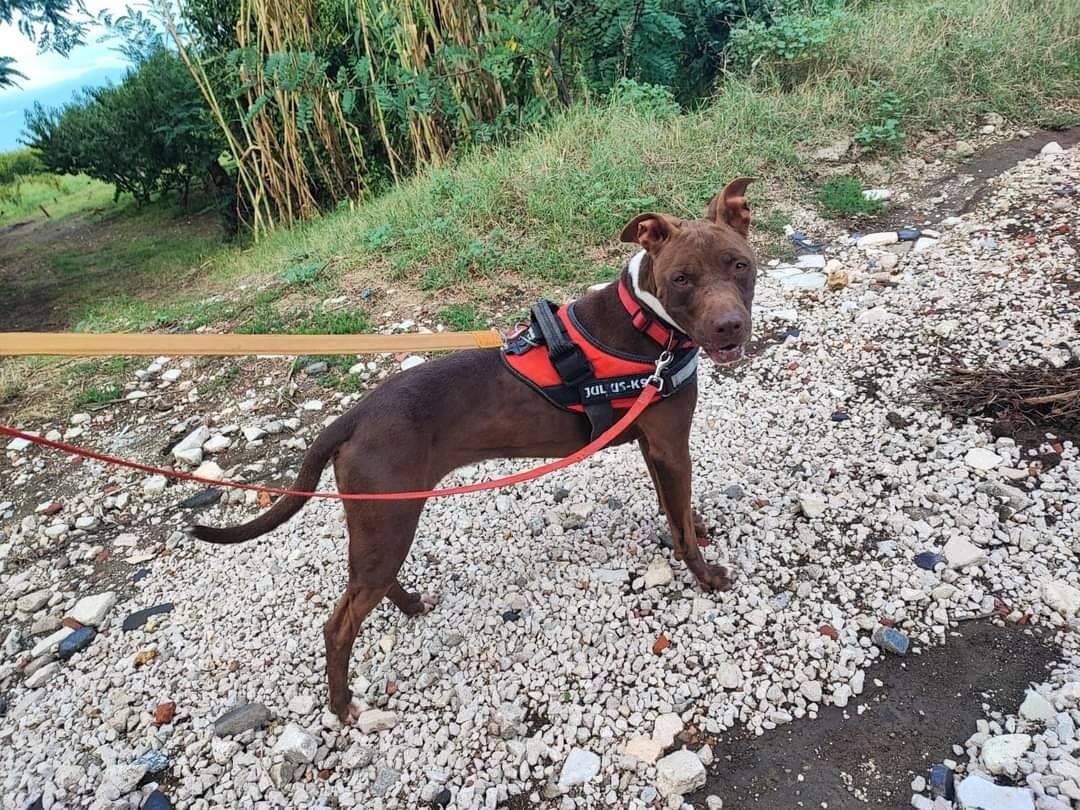 Vuoi adottare un cane a Napoli?