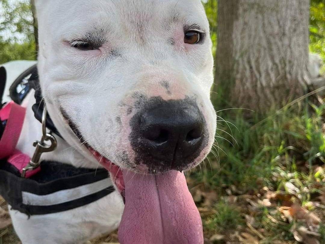 Adotta un cane, femmina, 5 anni  e 1 mese, Napoli