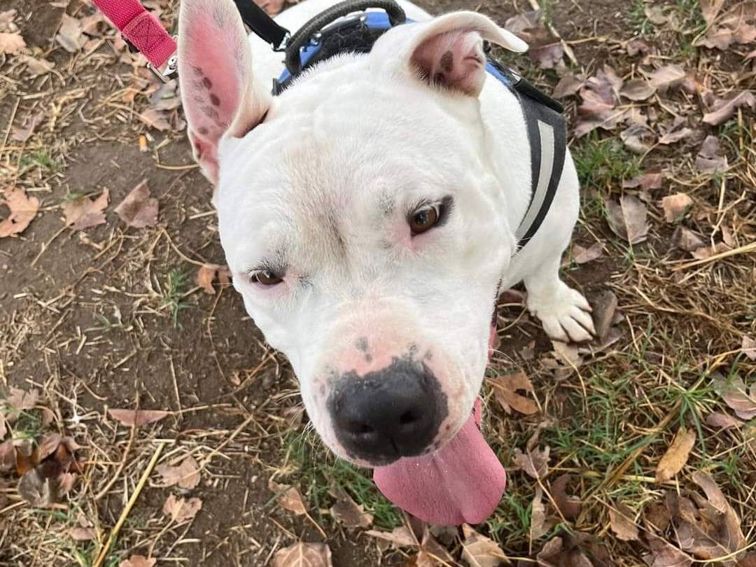 Adotta un cane, taglia grande, femmina, Napoli